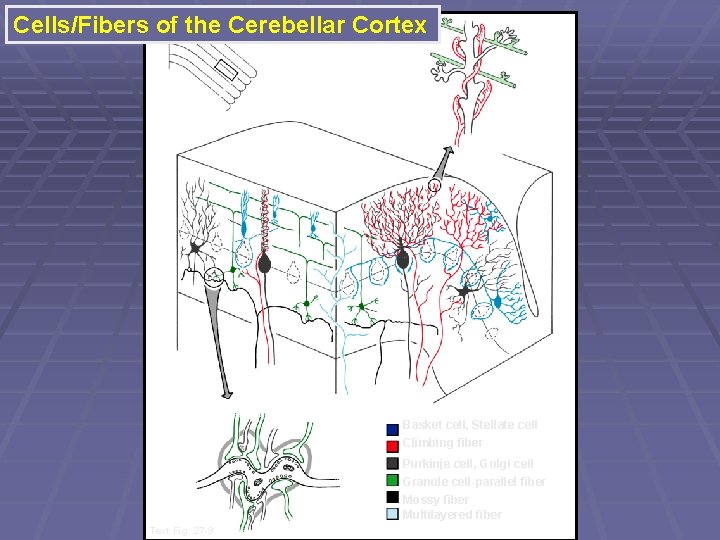 Cells/Fibers of the Cerebellar Cortex Basket cell, Stellate cell Climbing fiber Purkinje cell, Golgi