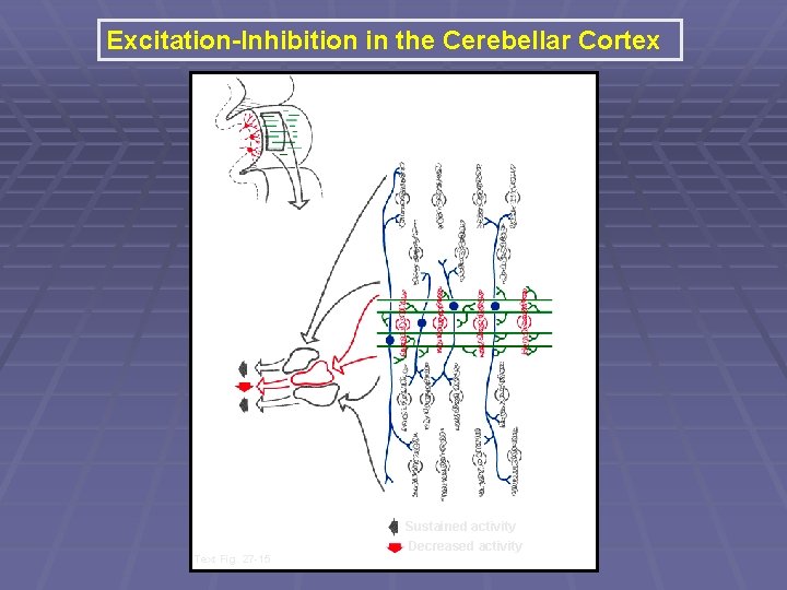 Excitation-Inhibition in the Cerebellar Cortex Text Fig. 27 -15 Sustained activity Decreased activity 