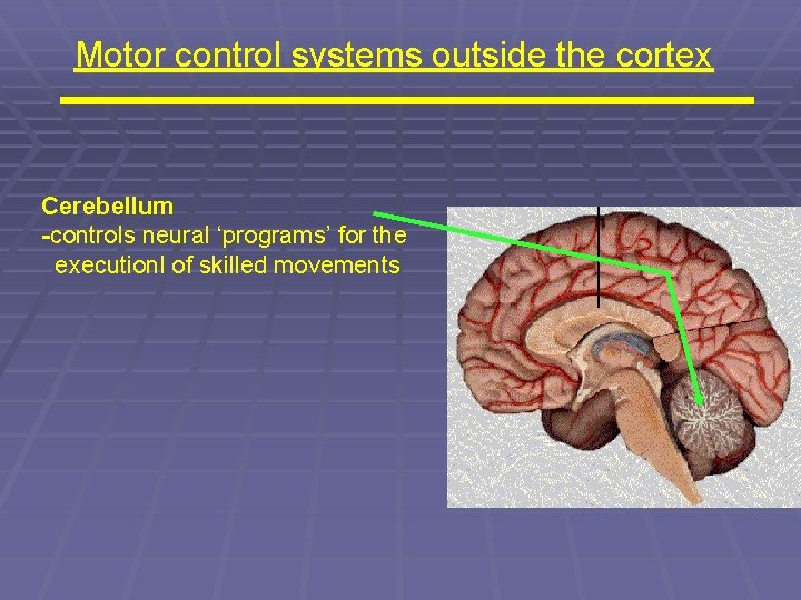 Motor control systems outside the cortex Cerebellum -controls neural ‘programs’ for the executionl of