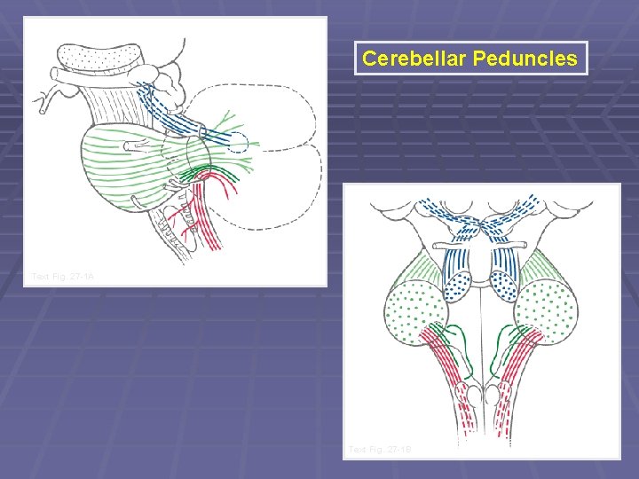 Cerebellar Peduncles Text Fig. 27 -1 A Text Fig. 27 -1 B Cerebellar Peduncles Text Fig. 27 -1 A Text Fig. 27 -1 B