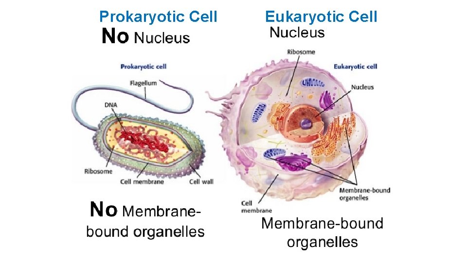 Prokaryotic Cell Eukaryotic Cell 
