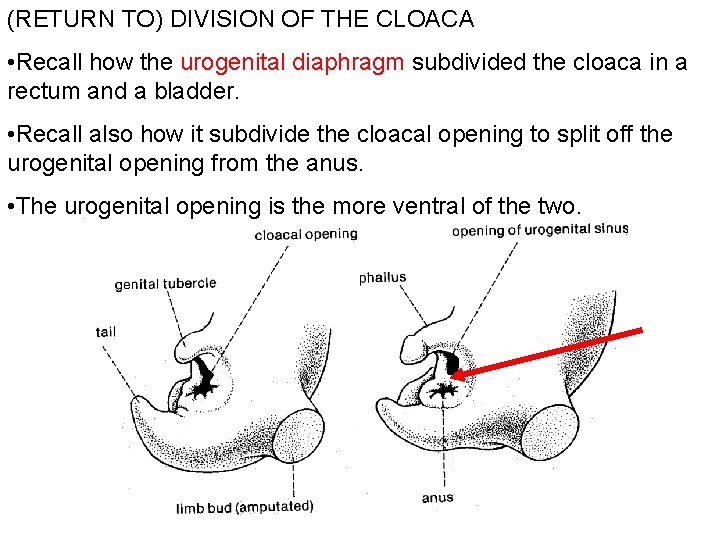 (RETURN TO) DIVISION OF THE CLOACA • Recall how the urogenital diaphragm subdivided the