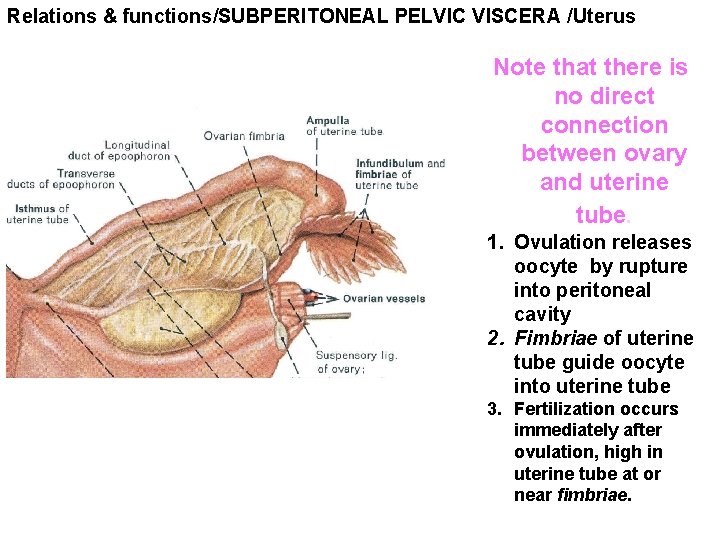 Relations & functions/SUBPERITONEAL PELVIC VISCERA /Uterus Note that there is no direct connection between