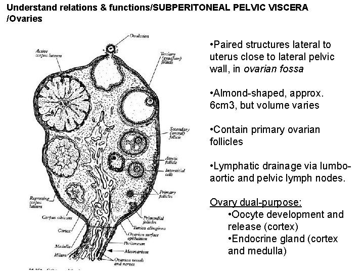 Understand relations & functions/SUBPERITONEAL PELVIC VISCERA /Ovaries • Paired structures lateral to uterus close