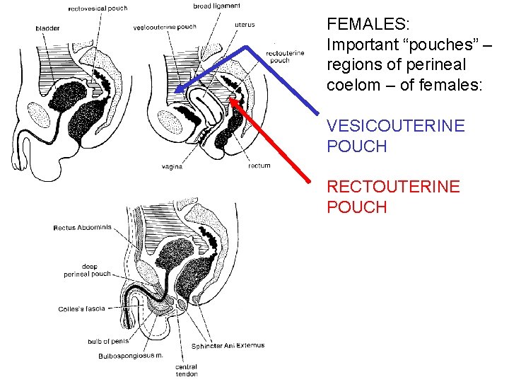 FEMALES: Important “pouches” – regions of perineal coelom – of females: VESICOUTERINE POUCH RECTOUTERINE