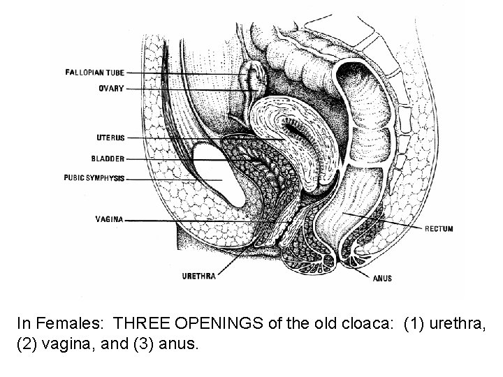 In Females: THREE OPENINGS of the old cloaca: (1) urethra, (2) vagina, and (3)