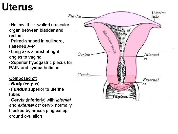 Uterus • Hollow, thick-walled muscular organ between bladder and rectum • Paired-shaped in nullipara,