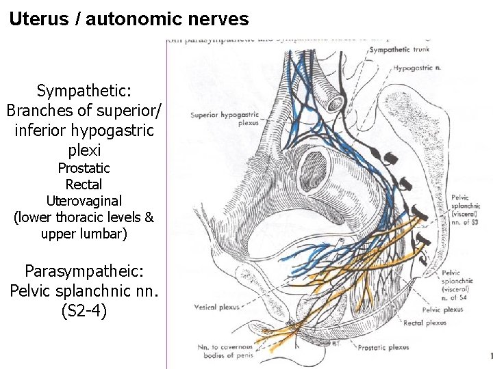 Uterus / autonomic nerves Sympathetic: Branches of superior/ inferior hypogastric plexi Prostatic Rectal Uterovaginal