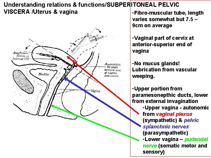 Understanding relations & functions/SUBPERITONEAL PELVIC VISCERA /Uterus & vagina • Fibro-muscular tube, length varies