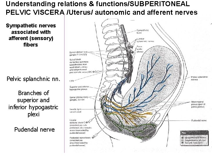Understanding relations & functions/SUBPERITONEAL PELVIC VISCERA /Uterus/ autonomic and afferent nerves Sympathetic nerves associated