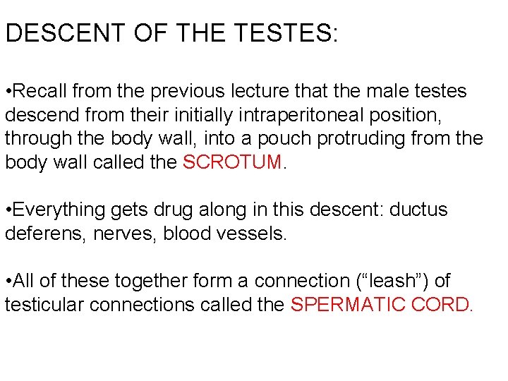 DESCENT OF THE TESTES: • Recall from the previous lecture that the male testes