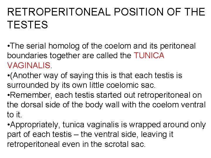 RETROPERITONEAL POSITION OF THE TESTES • The serial homolog of the coelom and its