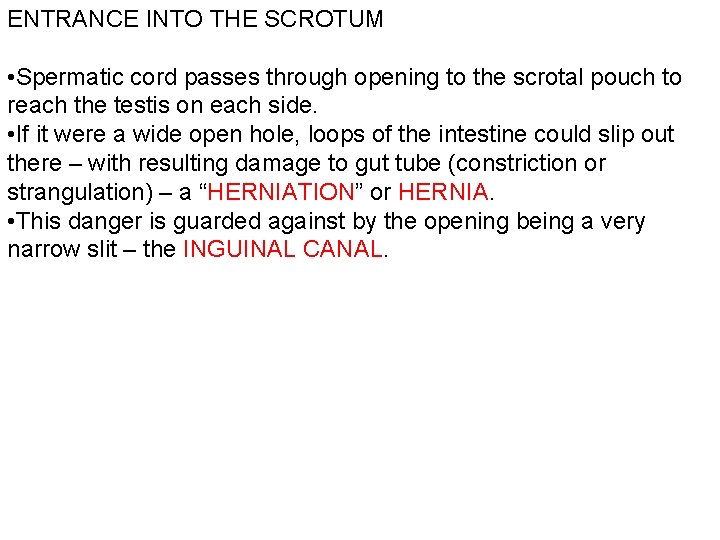 ENTRANCE INTO THE SCROTUM • Spermatic cord passes through opening to the scrotal pouch