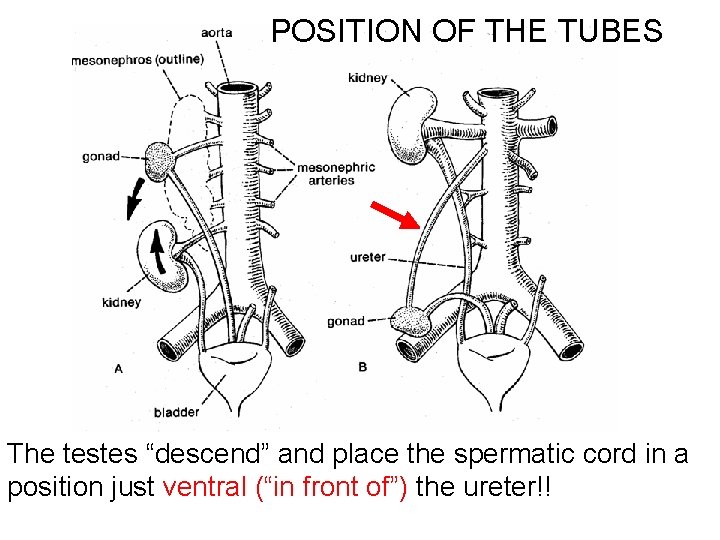 POSITION OF THE TUBES The testes “descend” and place the spermatic cord in a
