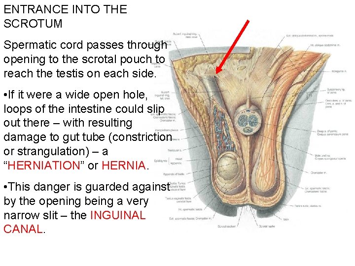 ENTRANCE INTO THE SCROTUM Spermatic cord passes through opening to the scrotal pouch to