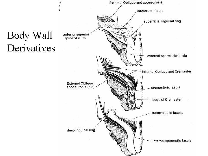 Body Wall Derivatives 