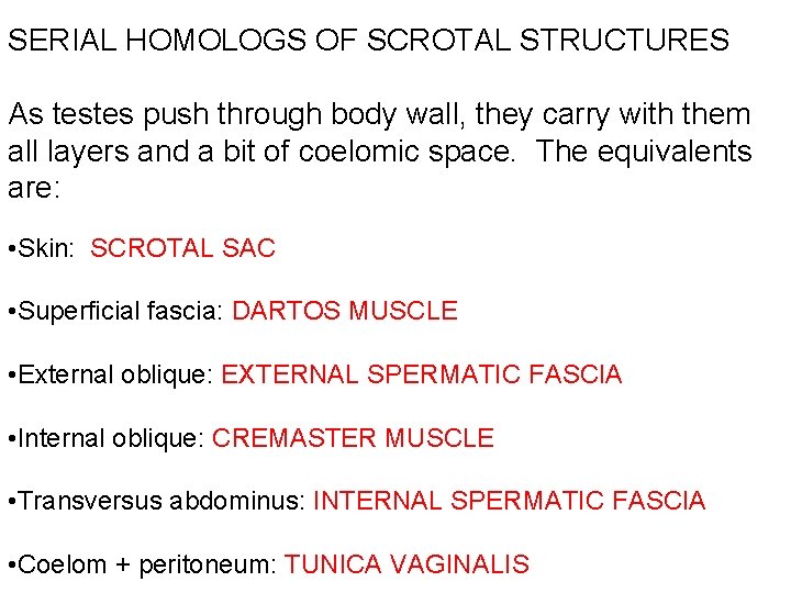 SERIAL HOMOLOGS OF SCROTAL STRUCTURES As testes push through body wall, they carry with