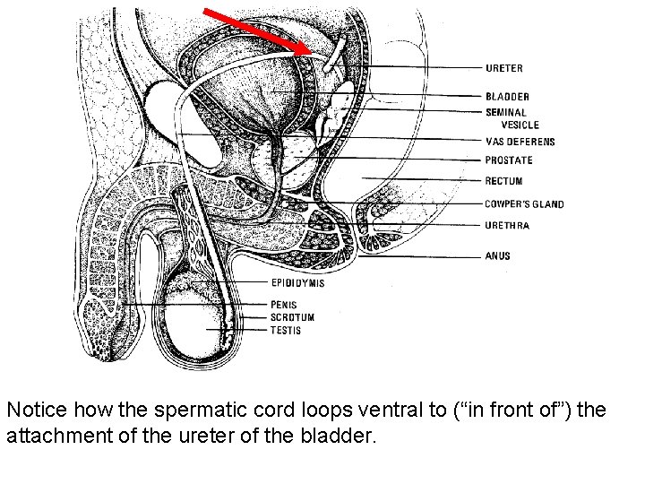 Notice how the spermatic cord loops ventral to (“in front of”) the attachment of