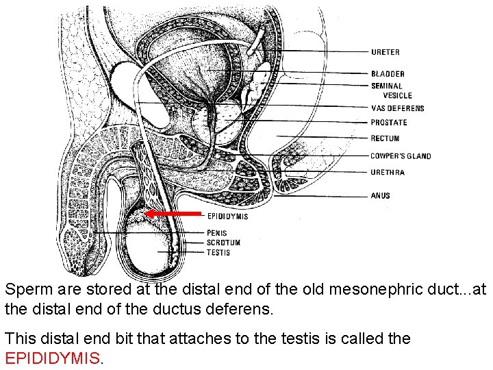 Sperm are stored at the distal end of the old mesonephric duct. . .