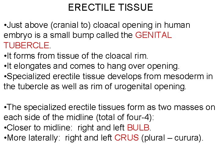 ERECTILE TISSUE • Just above (cranial to) cloacal opening in human embryo is a