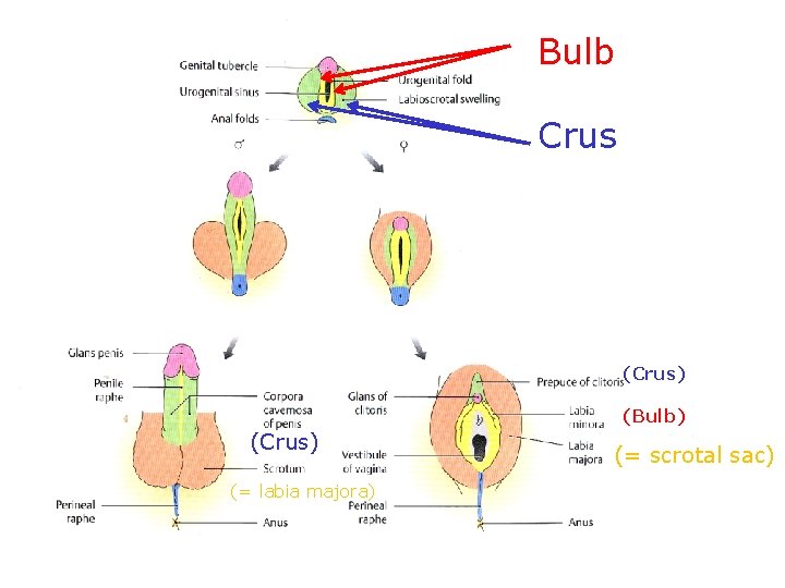 Bulb Crus (Crus) (Bulb) (Crus) (= labia majora) (= scrotal sac) 