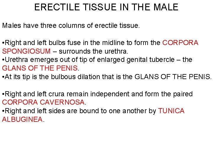 ERECTILE TISSUE IN THE MALE Males have three columns of erectile tissue. • Right