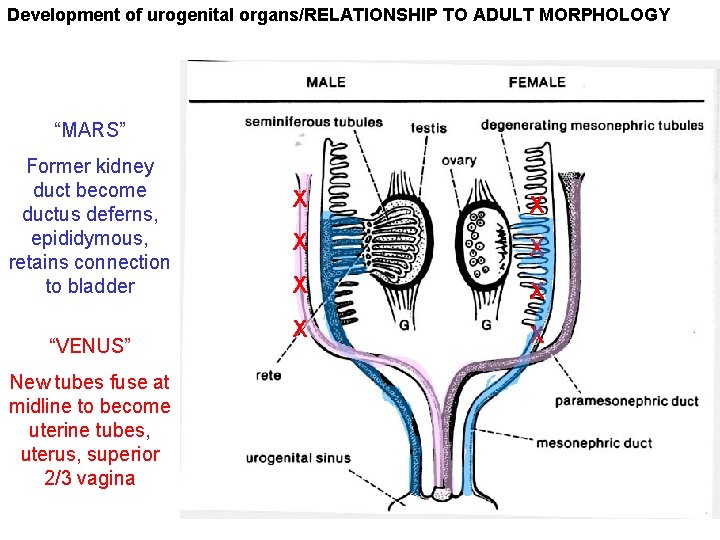 Development of urogenital organs/RELATIONSHIP TO ADULT MORPHOLOGY “MARS” Former kidney duct become ductus deferns,