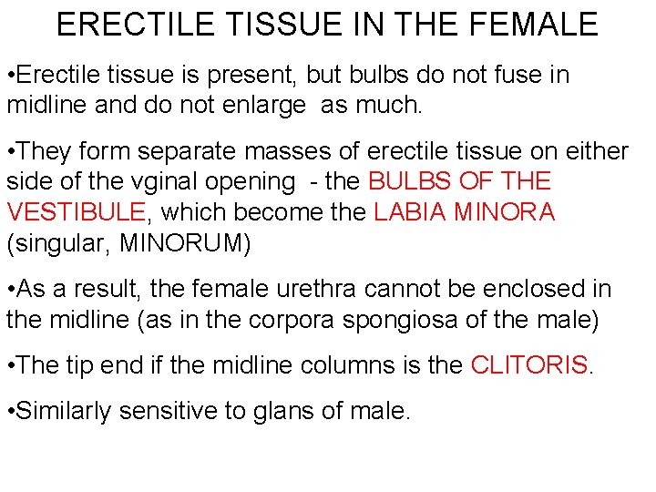 ERECTILE TISSUE IN THE FEMALE • Erectile tissue is present, but bulbs do not