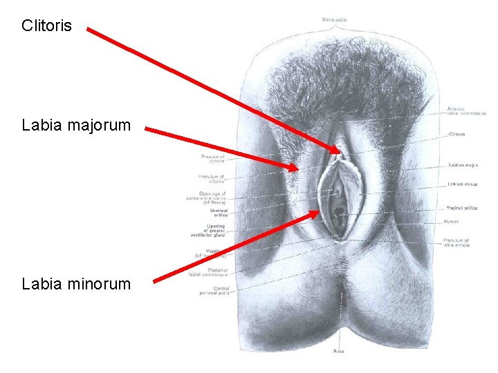 Clitoris Labia majorum Labia minorum 