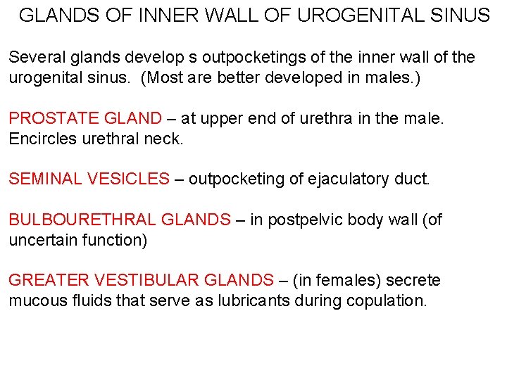 GLANDS OF INNER WALL OF UROGENITAL SINUS Several glands develop s outpocketings of the