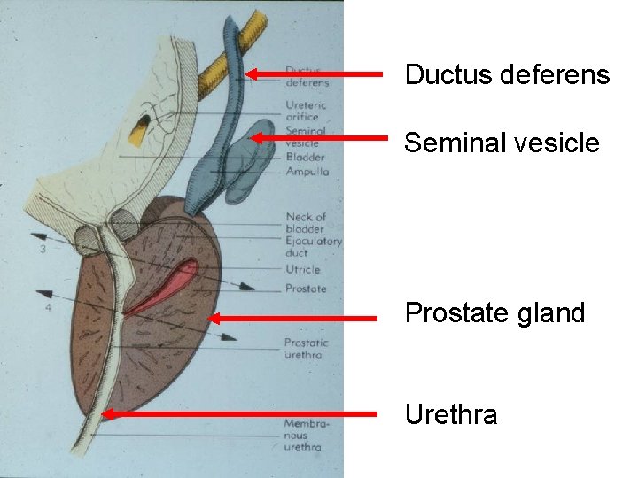 Ductus deferens Seminal vesicle Prostate gland Urethra 