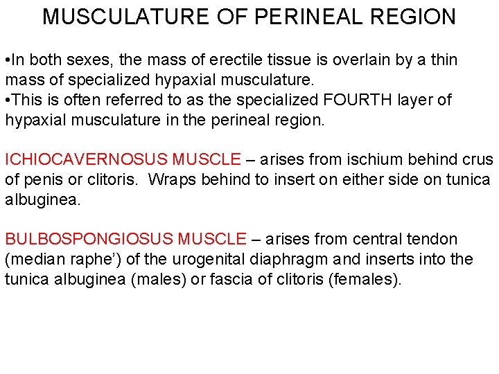 MUSCULATURE OF PERINEAL REGION • In both sexes, the mass of erectile tissue is