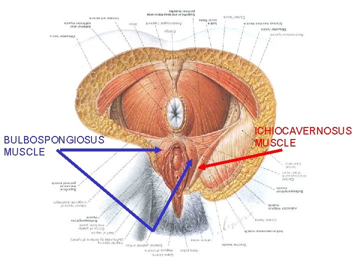 BULBOSPONGIOSUS MUSCLE ICHIOCAVERNOSUS MUSCLE 