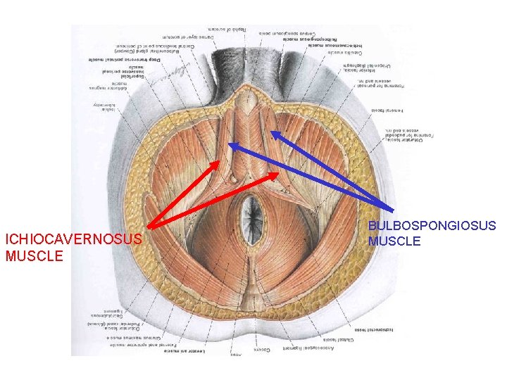 ICHIOCAVERNOSUS MUSCLE BULBOSPONGIOSUS MUSCLE 