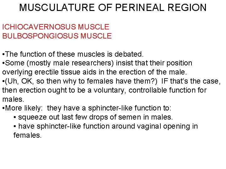 MUSCULATURE OF PERINEAL REGION ICHIOCAVERNOSUS MUSCLE BULBOSPONGIOSUS MUSCLE • The function of these muscles