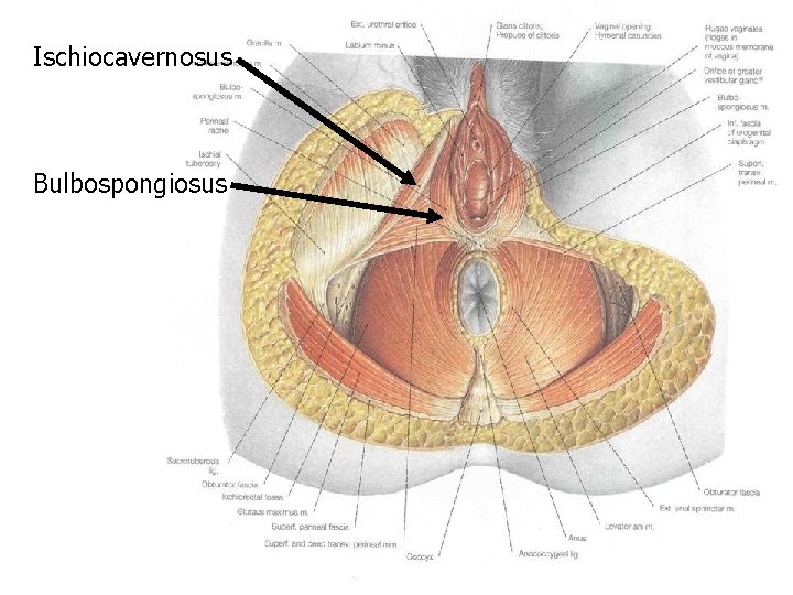 Ischiocavernosus Bulbospongiosus 