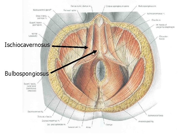 Ischiocavernosus Bulbospongiosus 