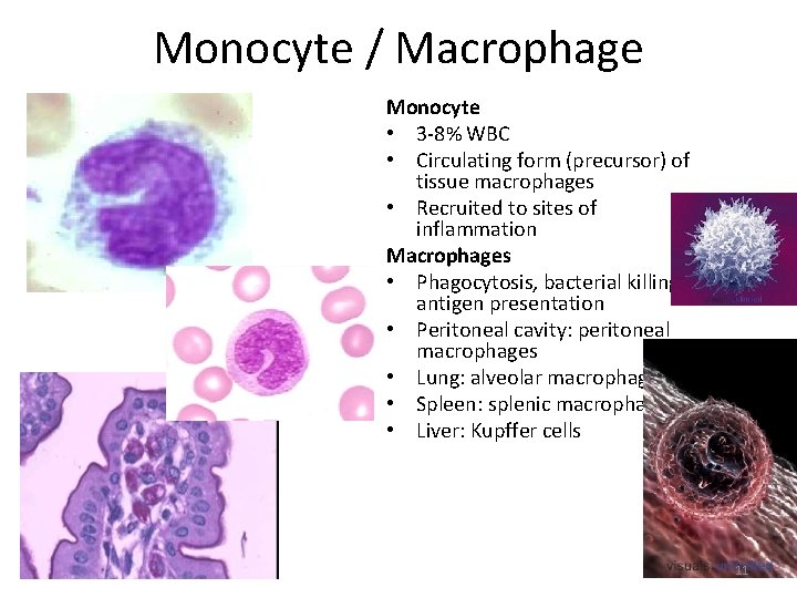 Monocyte / Macrophage Monocyte • 3 -8% WBC • Circulating form (precursor) of tissue