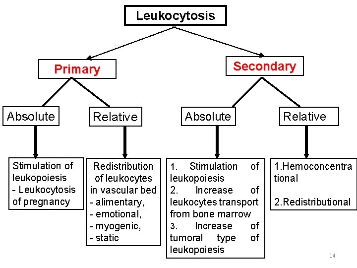 Leukocytosis Secondary Primary Absolute Stimulation of leukopoiesis - Leukocytosis of pregnancy Absolute Relative Redistribution