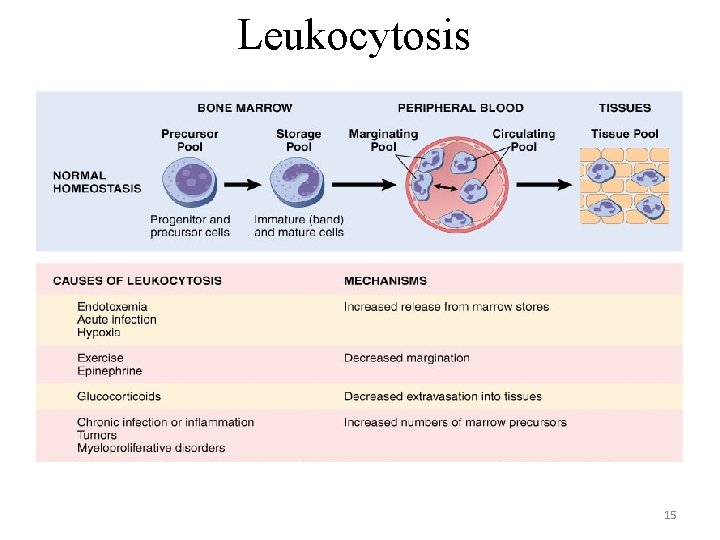 Leukocytosis 15 