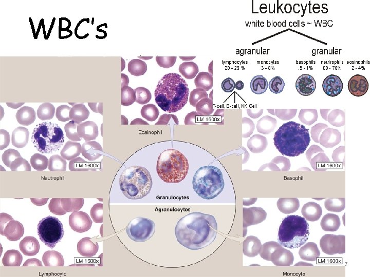 WBC’s 7 