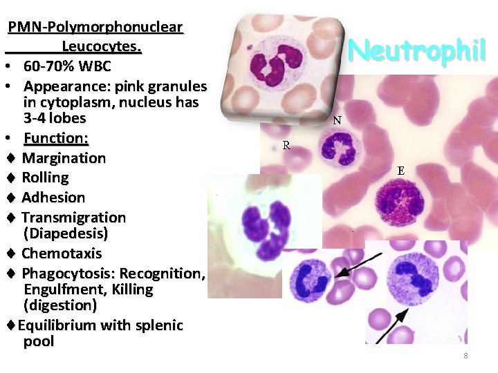 PMN-Polymorphonuclear Leucocytes. • 60 -70% WBC • Appearance: pink granules in cytoplasm, nucleus has