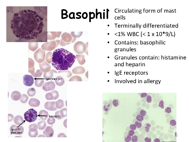 Basophil • Circulating form of mast cells • Terminally differentiated • <1% WBC (<