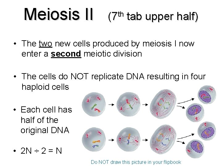 Meiosis II (7 th tab upper half) • The two new cells produced by