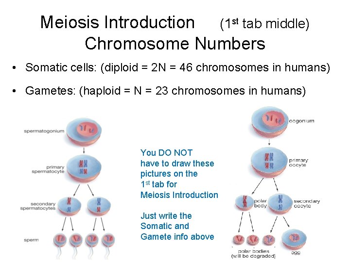 Meiosis Introduction (1 st tab middle) Chromosome Numbers • Somatic cells: (diploid = 2