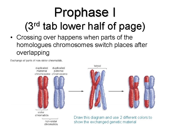 Prophase I (3 rd tab lower half of page) • Crossing over happens when