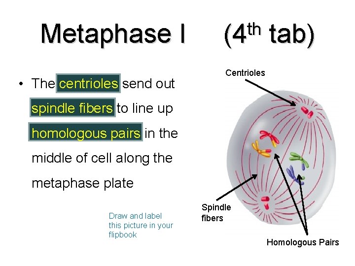 Metaphase I • The centrioles send out th (4 tab) Centrioles spindle fibers to
