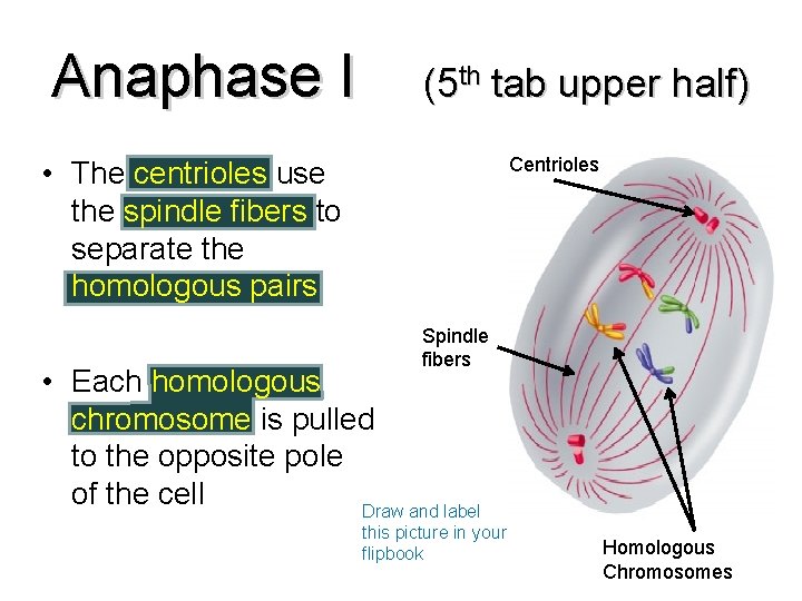 Anaphase I (5 th tab upper half) Centrioles • The centrioles use the spindle