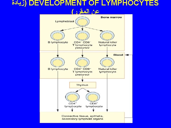  )ﺯﻳﺎﺩﺓ DEVELOPMENT OF LYMPHOCYTES ( ﻋﻦ ﺍﻟﻤﻘﺮﺭ 