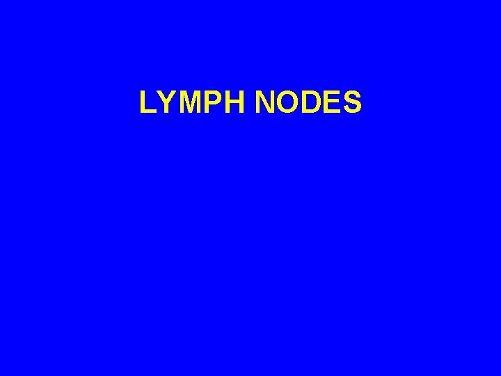 LYMPH NODES 